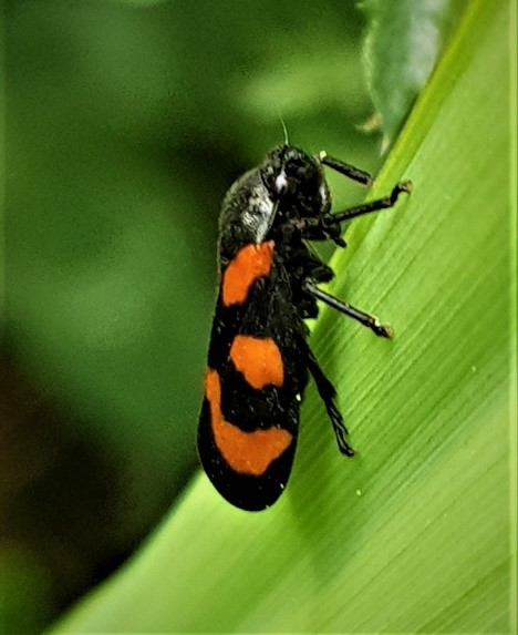 biodiversity Cercopis vulnerata