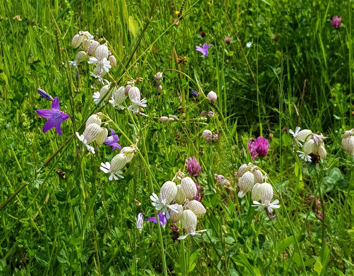 wildflower meadow