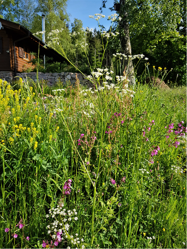 Fette Blumenwiese