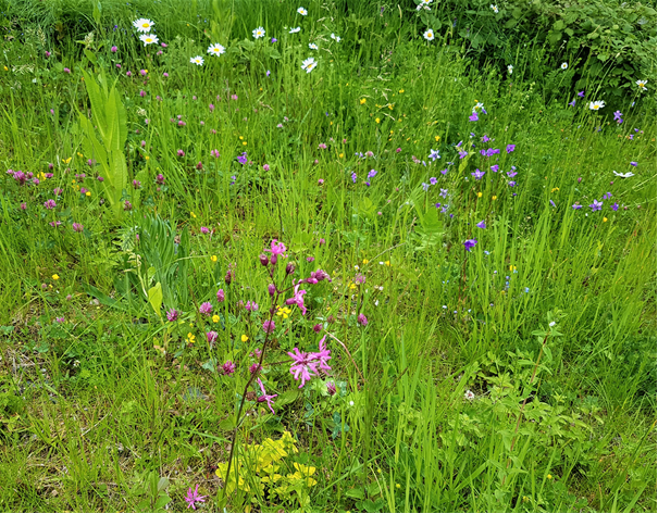 Magere Blumenwiese