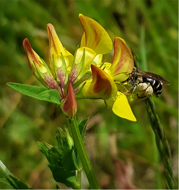 wild bee pollen