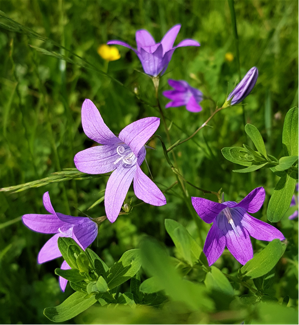 Glockenblume Fruchtknoten Stempel