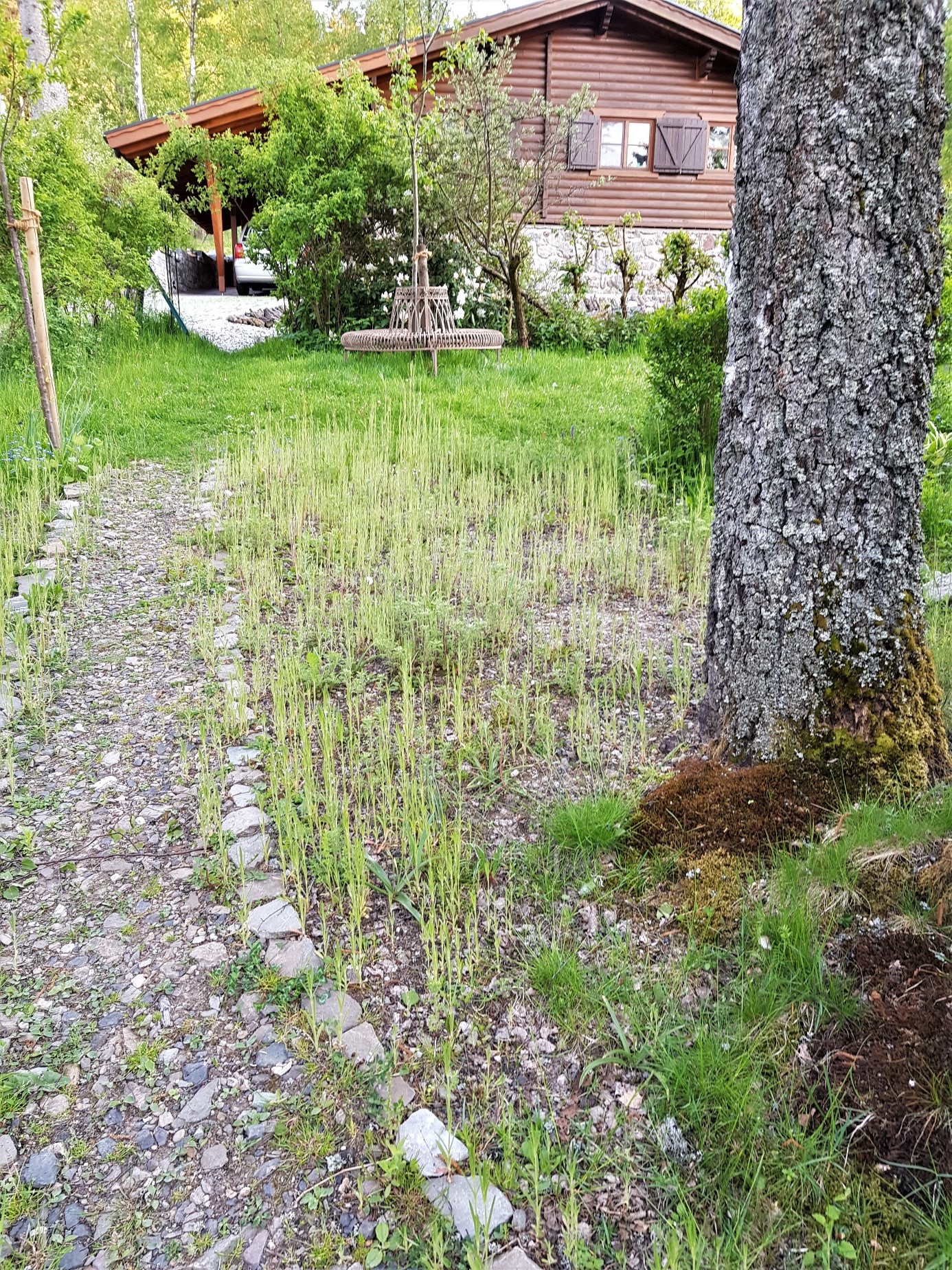 Trockenstandort unter Bäumen lebender Weg versickerungsoffen