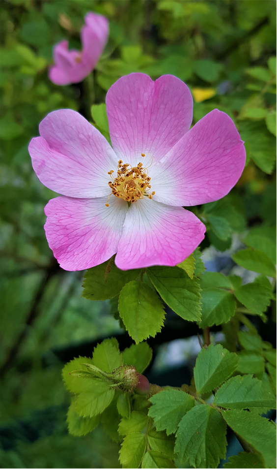 Wildrose offene Blüte