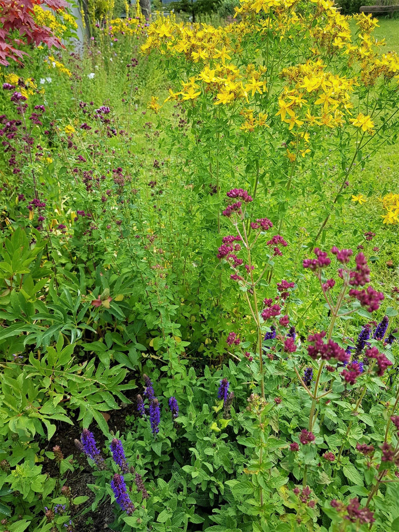 long flowering wild flowers