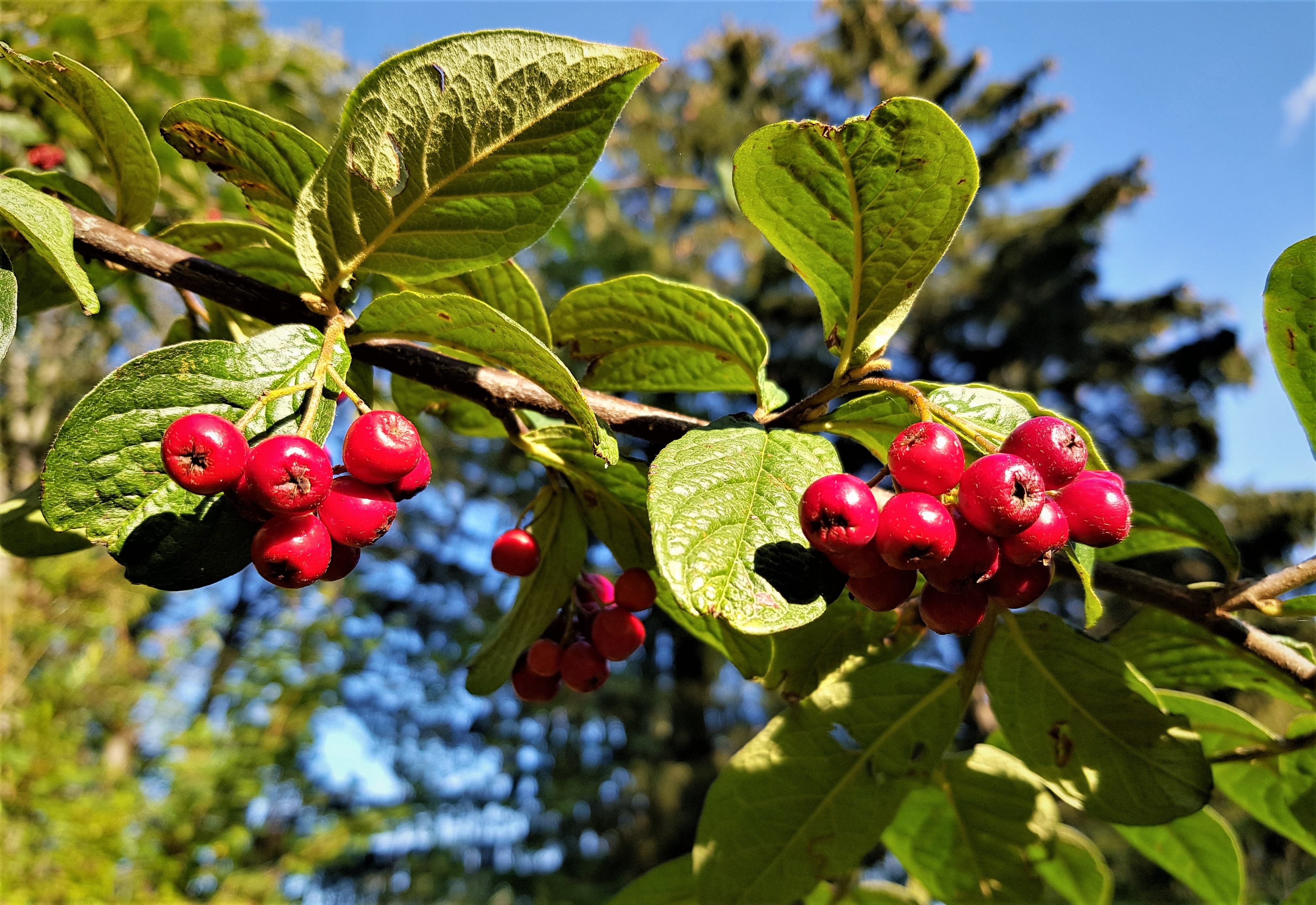 berries for birds