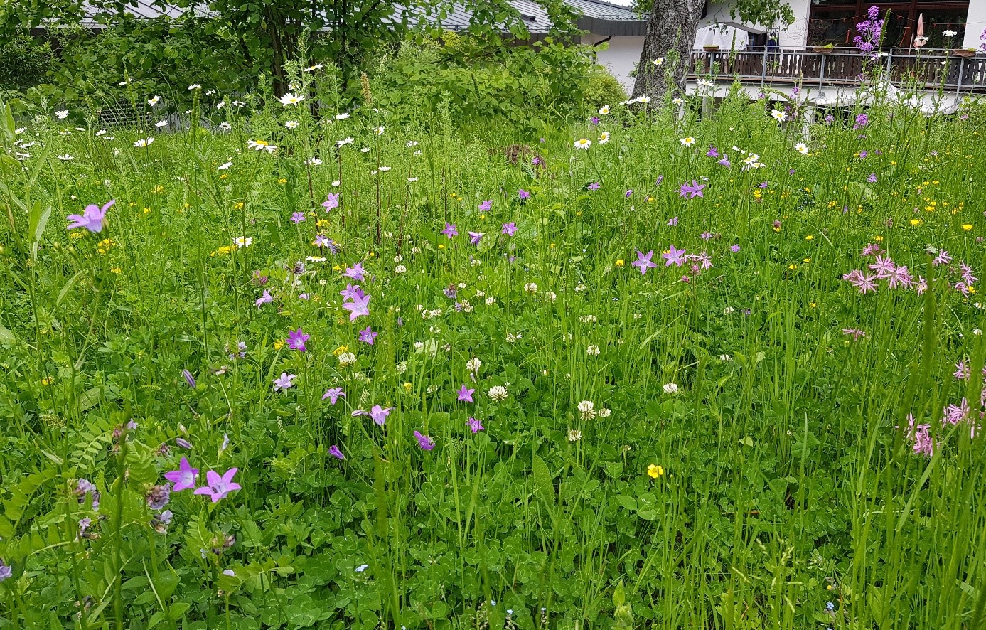 Wildblumenwiese