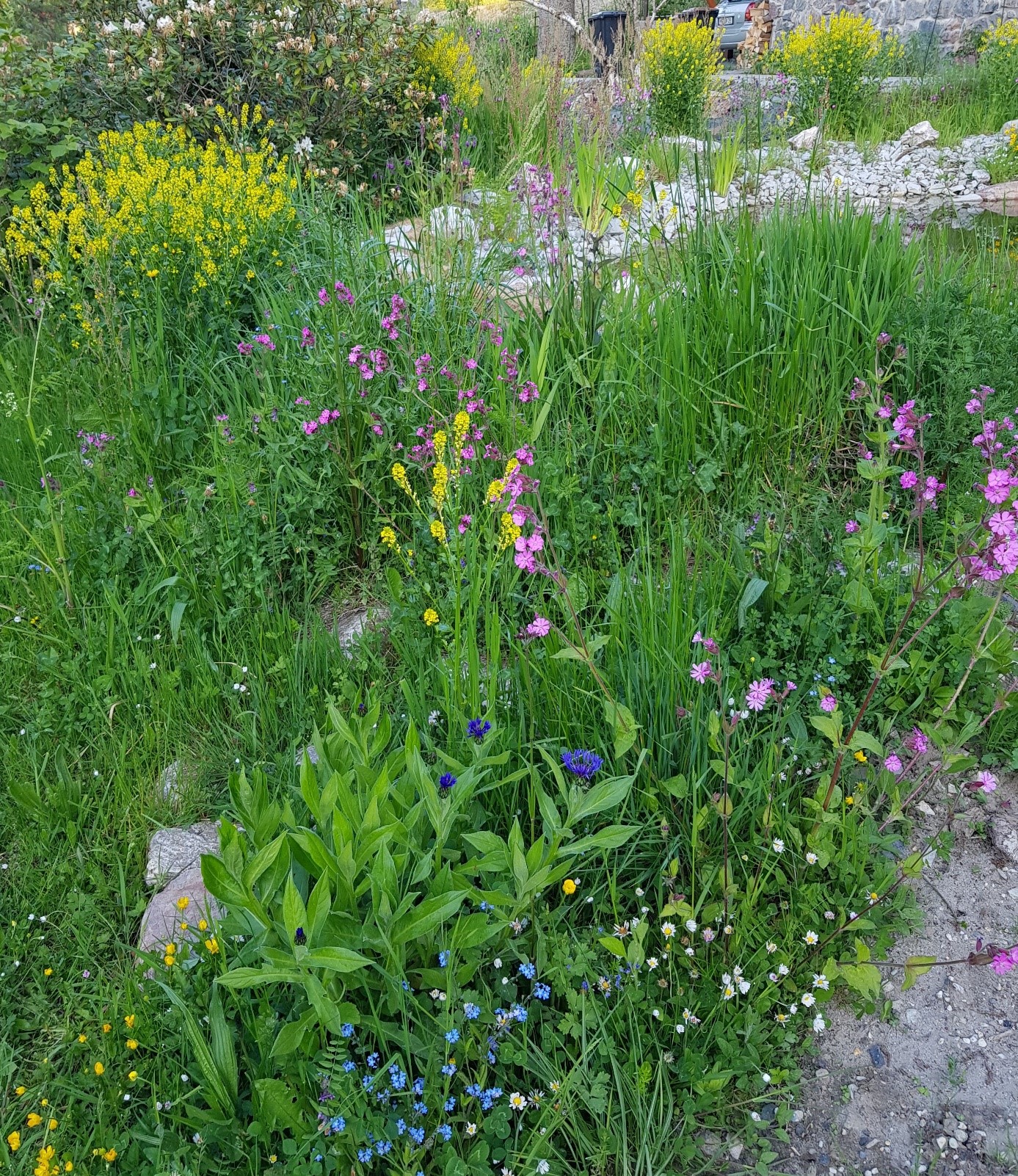 nährstoffreiche Blumenwiese