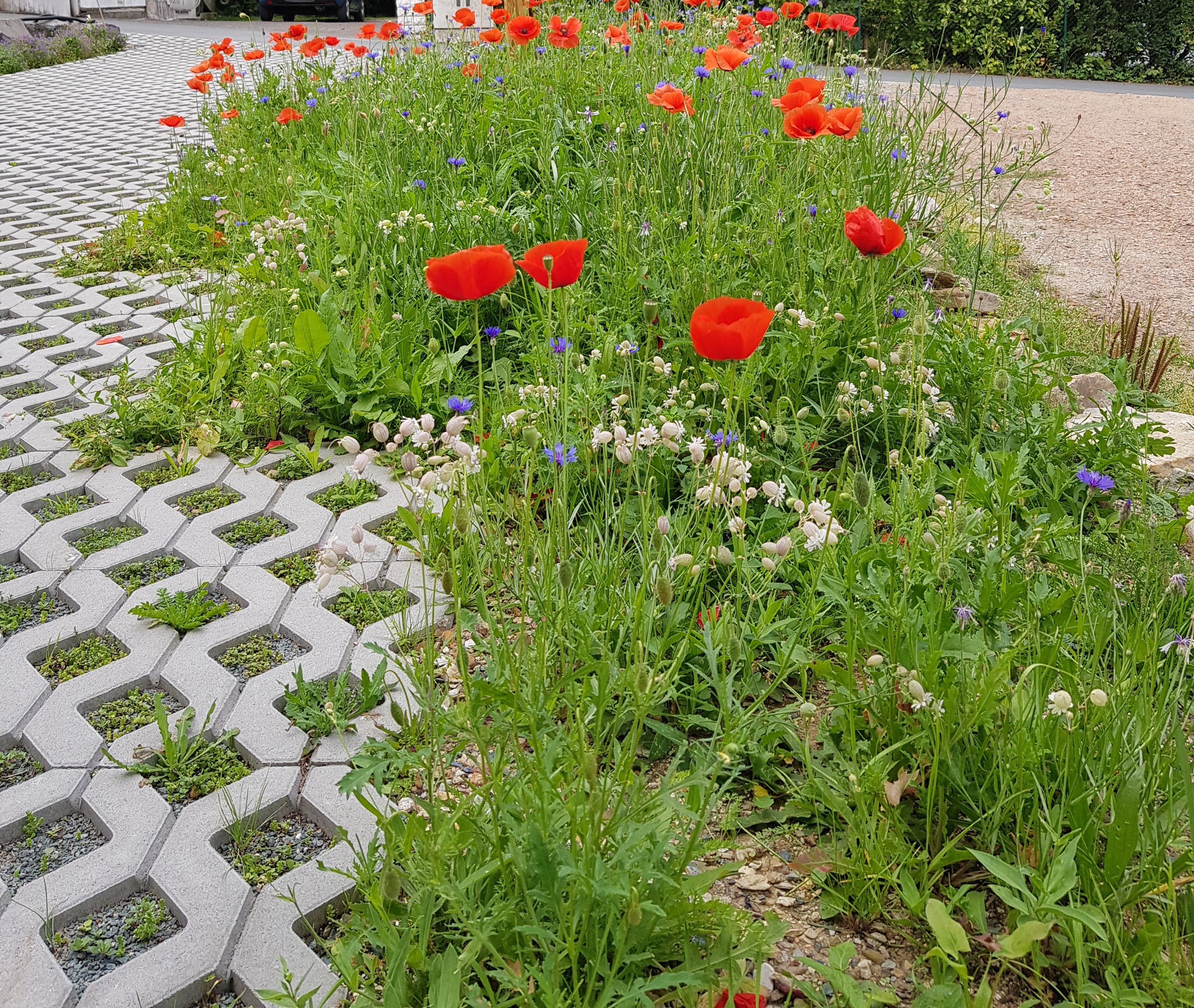 Akzeptanzarten in Wildblumensaatgut