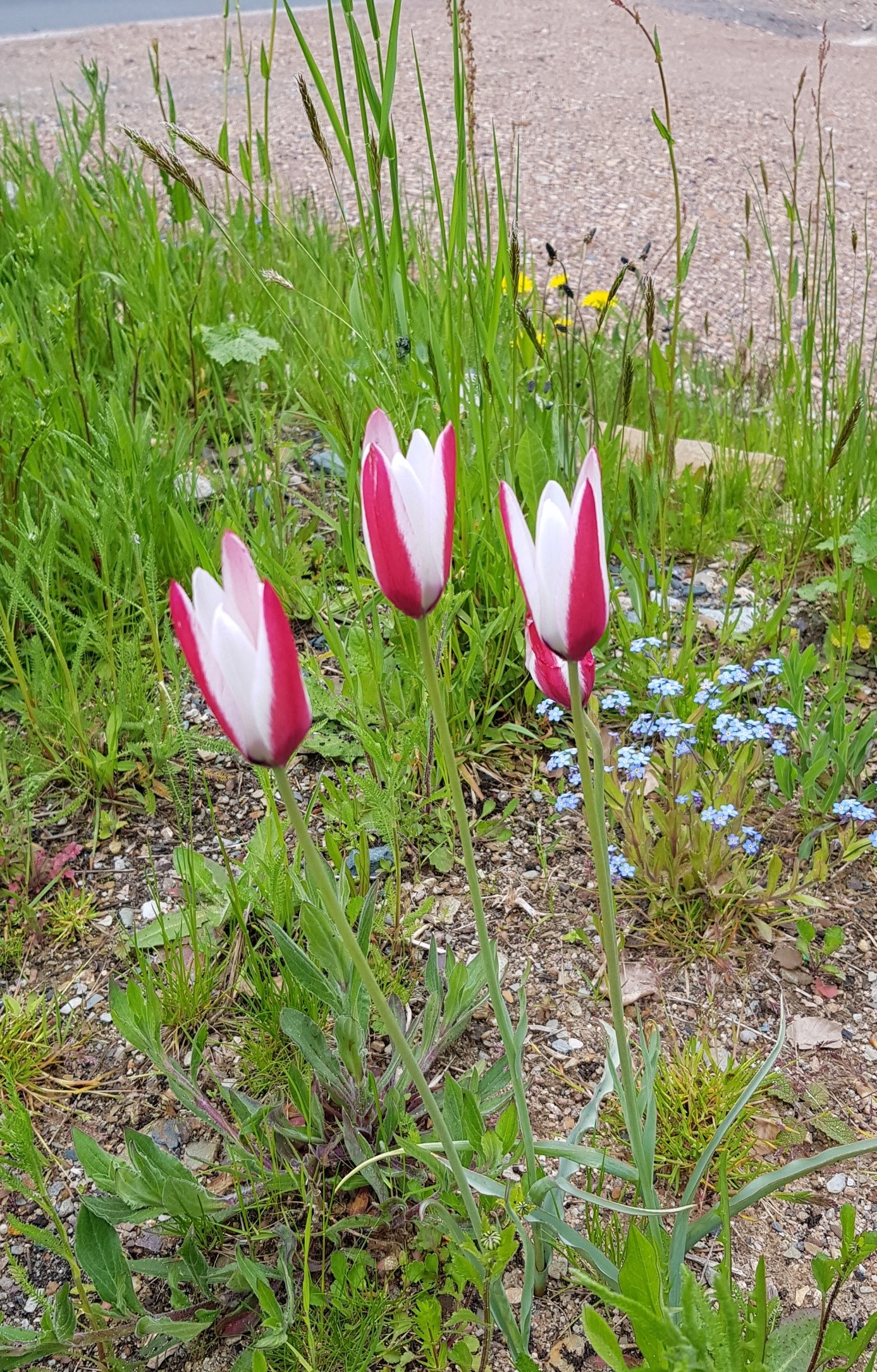 Zwiebelpflanzen Frühblüher Wildtulpe