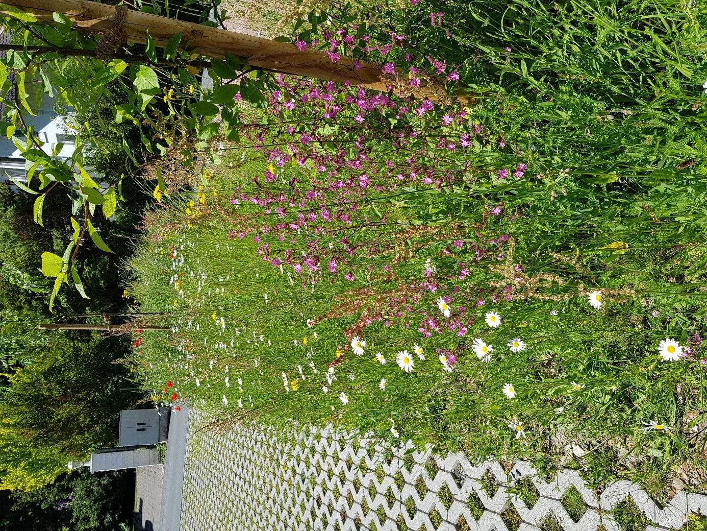 Obstbäume in Blumenwiese